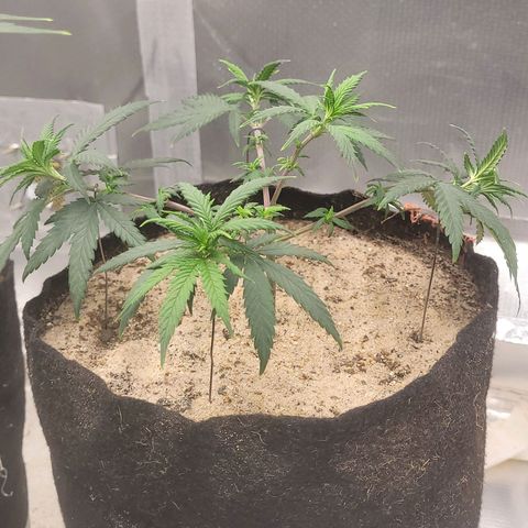 Sativa #1 growlog timeline photo