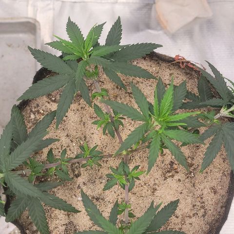 Sativa #1 growlog timeline photo