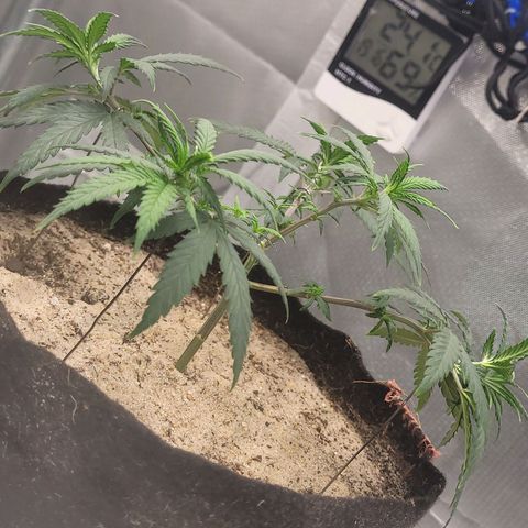 Sativa #1 growlog timeline photo
