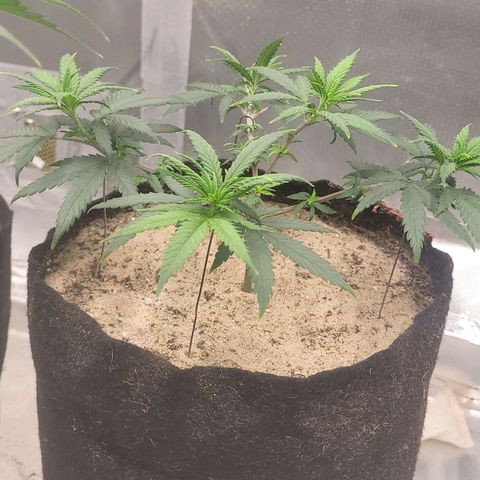 Sativa #1 growlog timeline photo