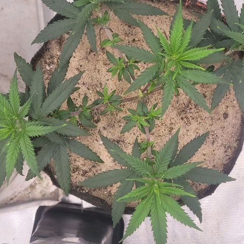 Sativa #1 growlog timeline photo