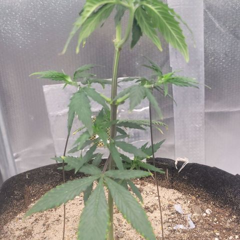 Sativa #1 growlog timeline photo