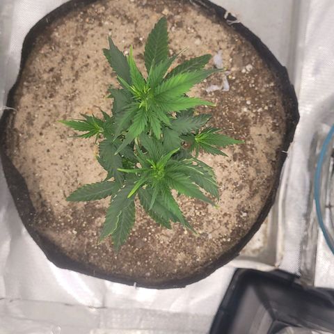 Sativa #1 growlog timeline photo