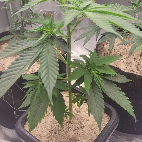 Colombian gold  growlog timeline photo