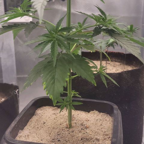 Colombian gold  growlog timeline photo