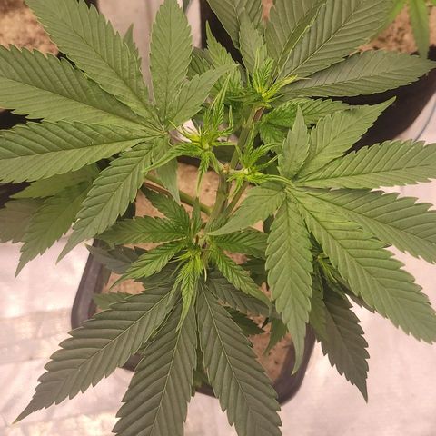 Colombian gold  growlog timeline photo