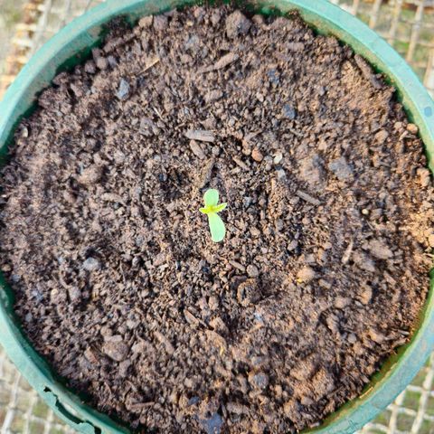 Strawberry Cough growlog timeline photo