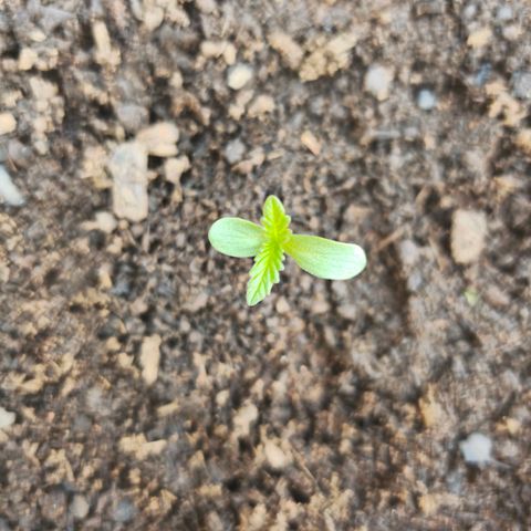 Strawberry Cough growlog timeline photo