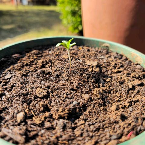 Strawberry Cough growlog timeline photo