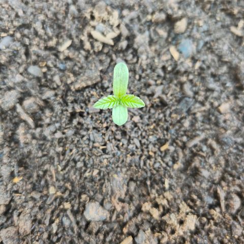 Durban Poison growlog timeline photo