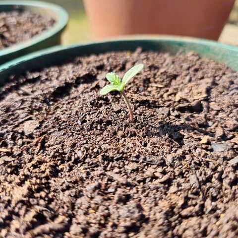Durban Poison growlog timeline photo