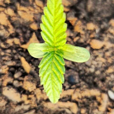 Durban Poison growlog photo: 2nd True Blade arrived 