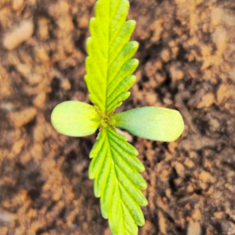 Strawberry Cough growlog photo: 2nd True blade arrived 