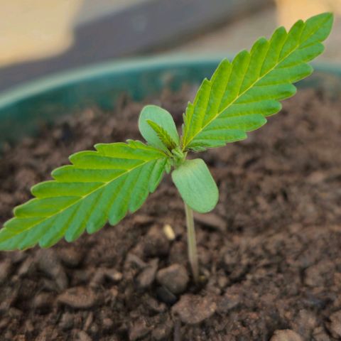 Strawberry Cough growlog timeline photo