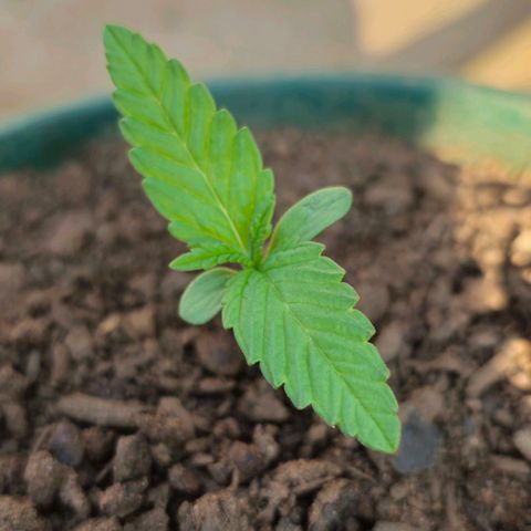 Durban Poison growlog timeline photo