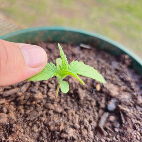 Durban Poison growlog timeline photo