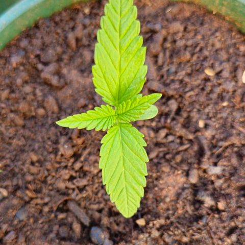 Durban Poison growlog timeline photo