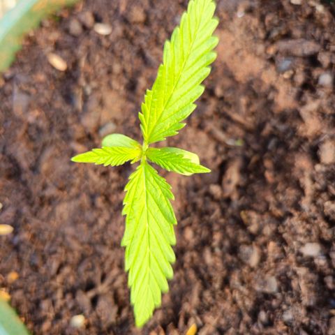 Strawberry Cough growlog timeline photo