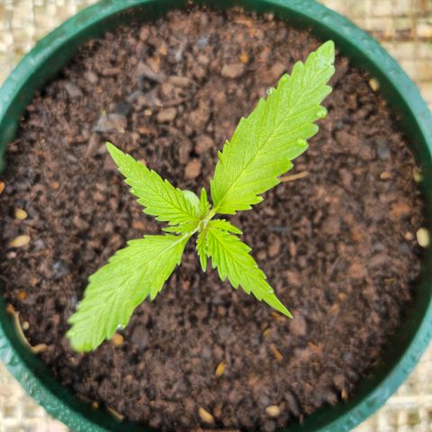 Strawberry Cough growlog timeline photo
