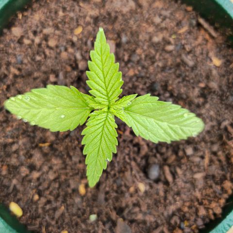Durban Poison growlog timeline photo