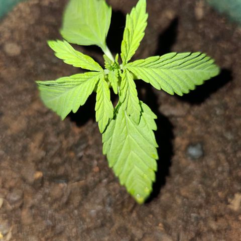 Durban Poison growlog timeline photo