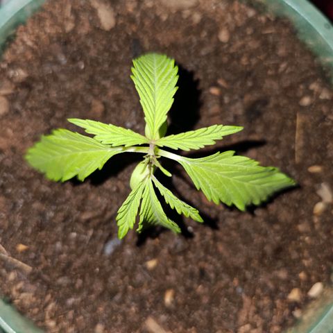 Strawberry Cough growlog timeline photo
