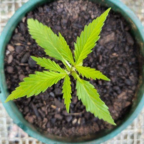 Strawberry Cough growlog timeline photo
