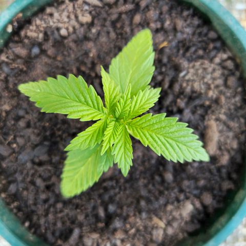Durban Poison growlog timeline photo