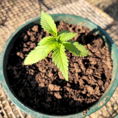 Durban Poison growlog timeline photo