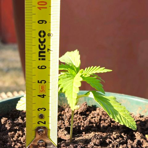 Durban Poison growlog timeline photo