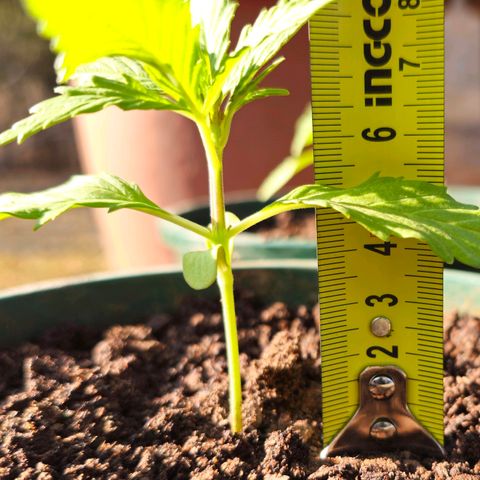 Strawberry Cough growlog timeline photo