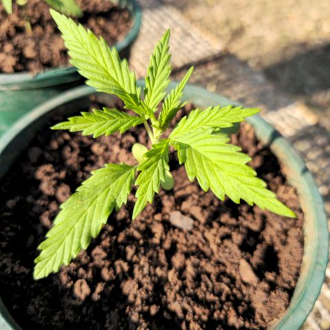 Strawberry Cough growlog timeline photo