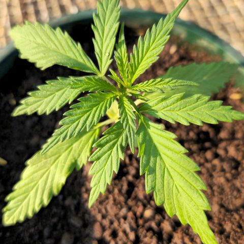 Strawberry Cough growlog timeline photo