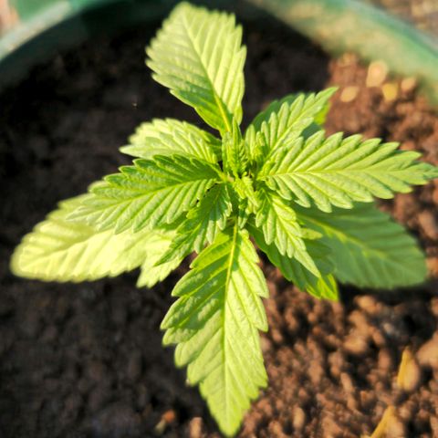 Durban Poison growlog timeline photo