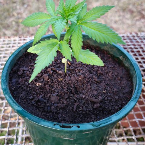 Durban Poison growlog timeline photo