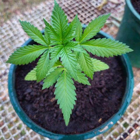 Durban Poison growlog timeline photo