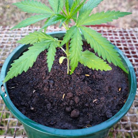 Strawberry Cough growlog timeline photo