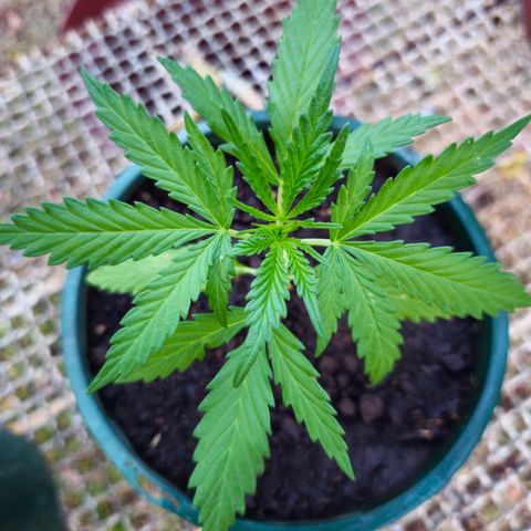 Strawberry Cough growlog timeline photo