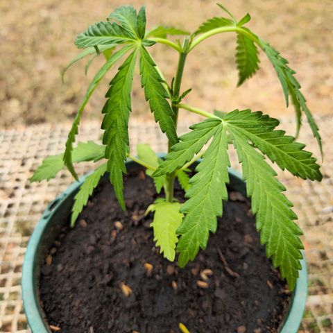 Strawberry Cough growlog timeline photo