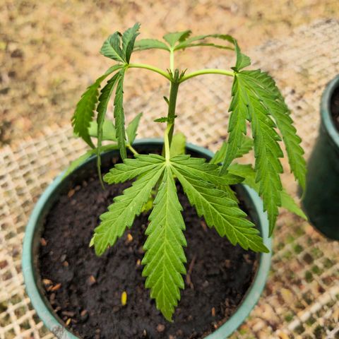 Strawberry Cough growlog timeline photo