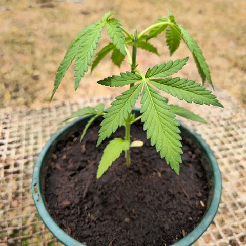 Durban Poison growlog timeline photo