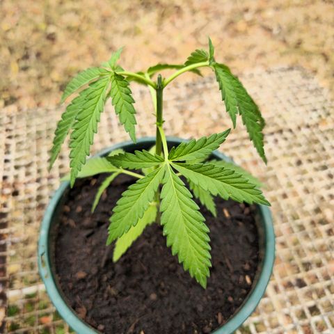 Durban Poison growlog timeline photo