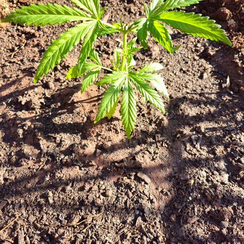 Strawberry Cough growlog timeline photo