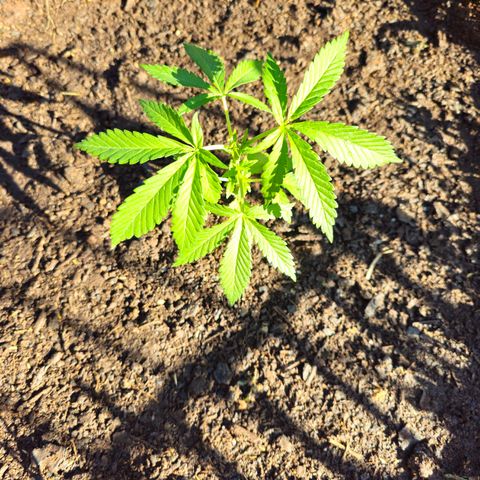 Durban Poison growlog timeline photo