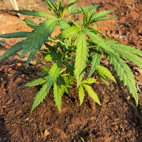 Strawberry Cough growlog timeline photo