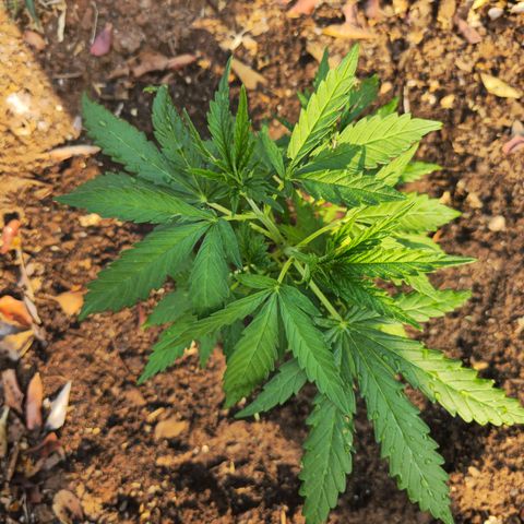 Strawberry Cough growlog timeline photo