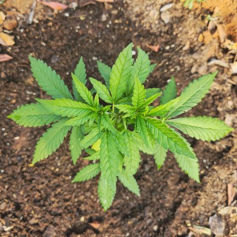 Durban Poison growlog timeline photo