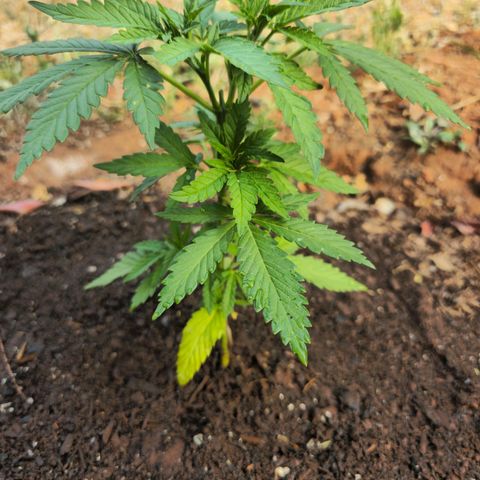 Durban Poison growlog timeline photo