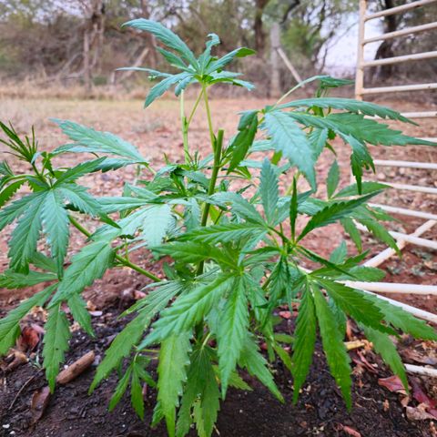 Strawberry Cough growlog timeline photo