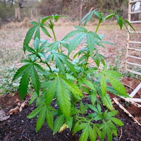Durban Poison growlog timeline photo